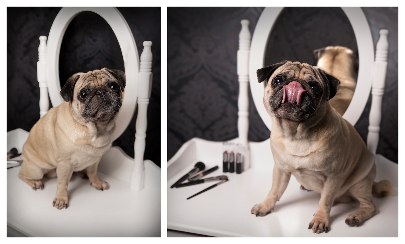 Tierfotografie vom professionellen Fotografen in Heusenstamm: Hundeshooting mit Mops