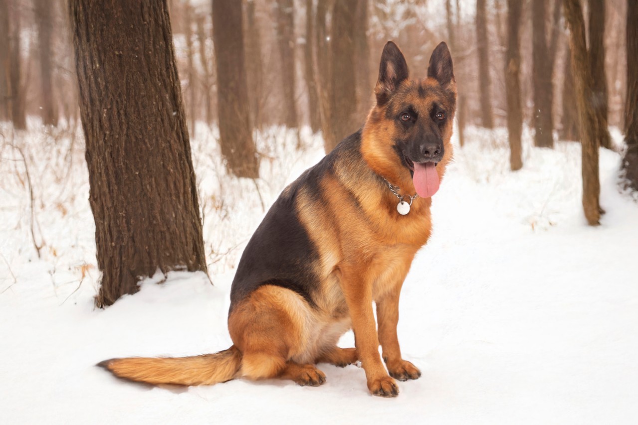 Tierfotografie vom professionellen Fotografen in Heusenstamm: Hundeshooting mit Schäferhund