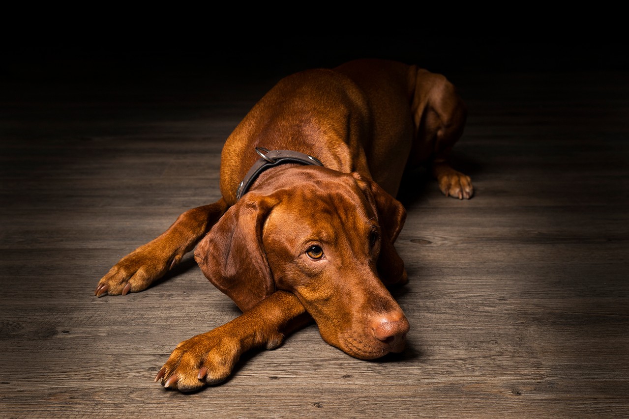 Tierfotografie vom professionellen Fotografen in Heusenstamm: Hundeshooting