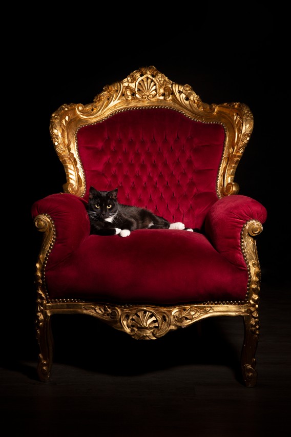 Tierfotografie vom professionellen Fotografen in Heusenstamm mit Katze